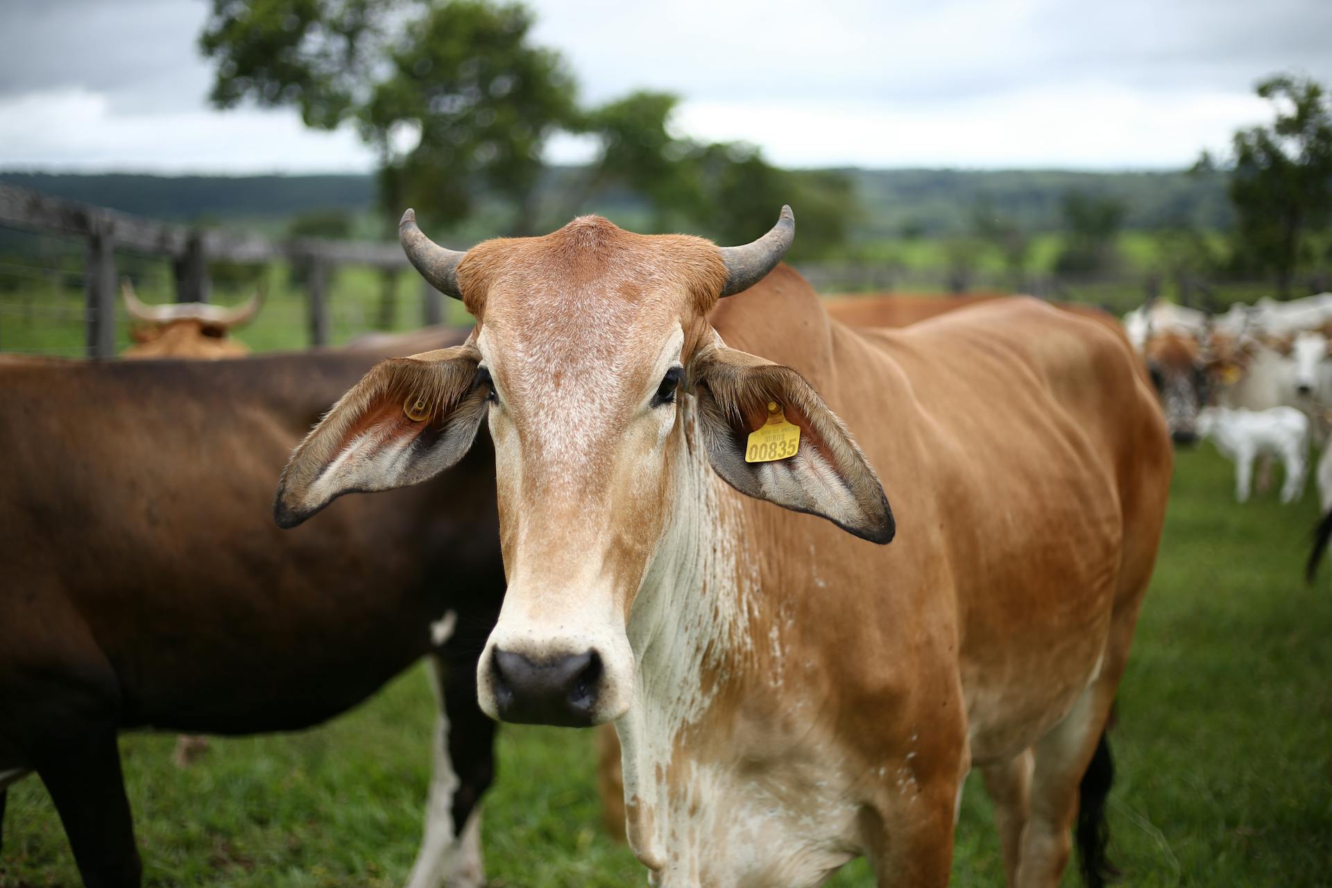 TIWA-Kilimo Milking